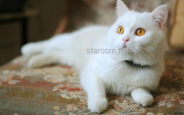 猫咪安全养护与植物共处指南：避免“金刚嘴”意外